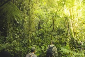 メデジン発：滝への古代トレイルガイド付きハイキング