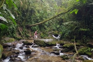 メデジン発：滝への古代トレイルガイド付きハイキング