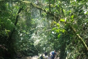 メデジン発：滝への古代トレイルガイド付きハイキング