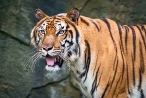 Fra Medellín: Dagstur til temaparken Hacienda Nápoles