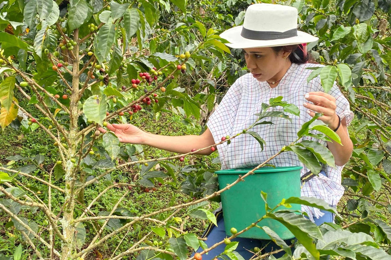 Z Medellín: wycieczka półdniowa prywatna poświęcona kawie