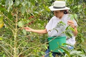 From Medellín: Half Day Private Coffee Tour