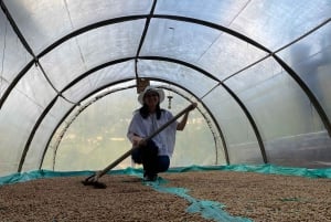 From Medellín: Half Day Private Coffee Tour