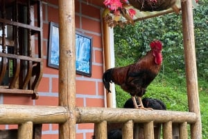 From Medellín: Half Day Private Coffee Tour