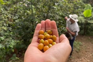 From Medellín: Half Day Private Coffee Tour