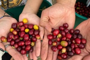 From Medellín: Half Day Private Coffee Tour