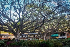 Ab Medellín: Jardín, Andes und Hispania Tagestour