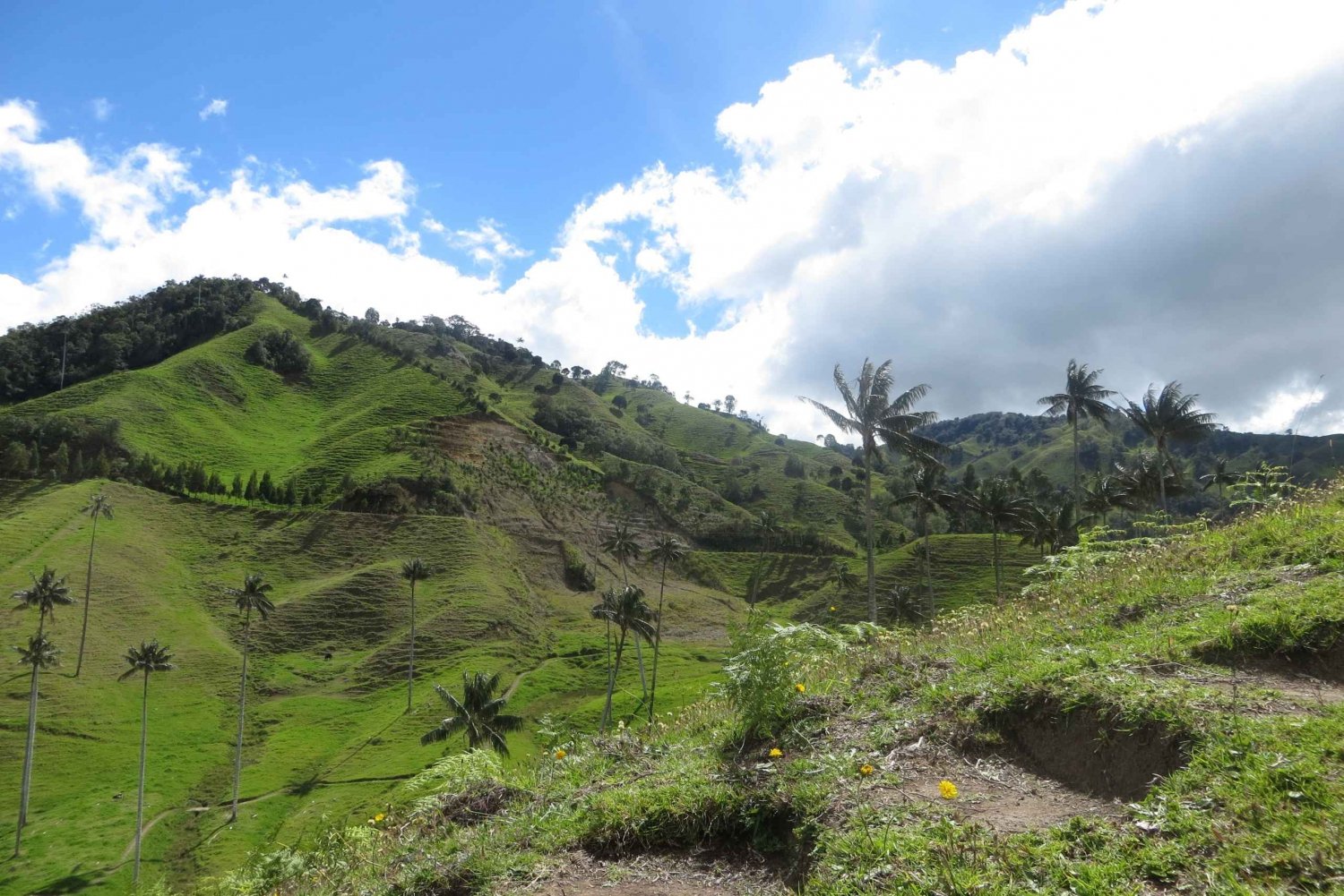 From Medellín: Jericó and Salamina 2-Day Coffee Tour