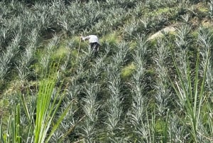 Medellín: Ananasowa farma z degustacją
