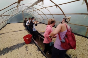 From Medellin: Private Envigado Coffee Tour with Tastings