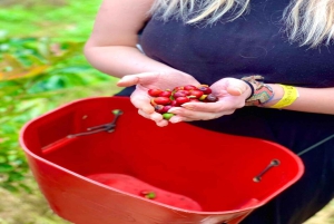 Fra Medellin: Privat Guatape-tur med kaffe