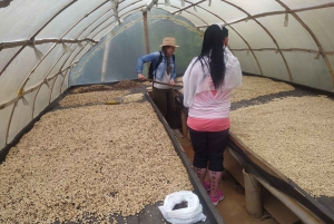 Fra Medellin: Privat Guatape-tur med kaffe