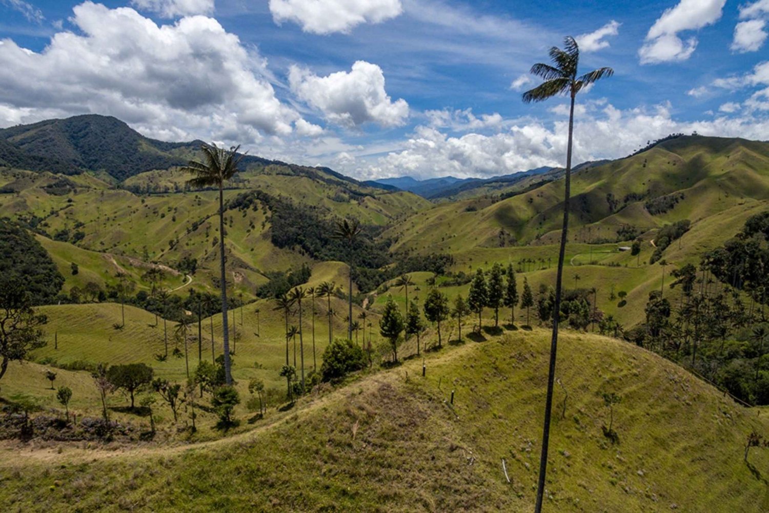 From Pereira/Salento: Guided Trek in the Cocora Valley