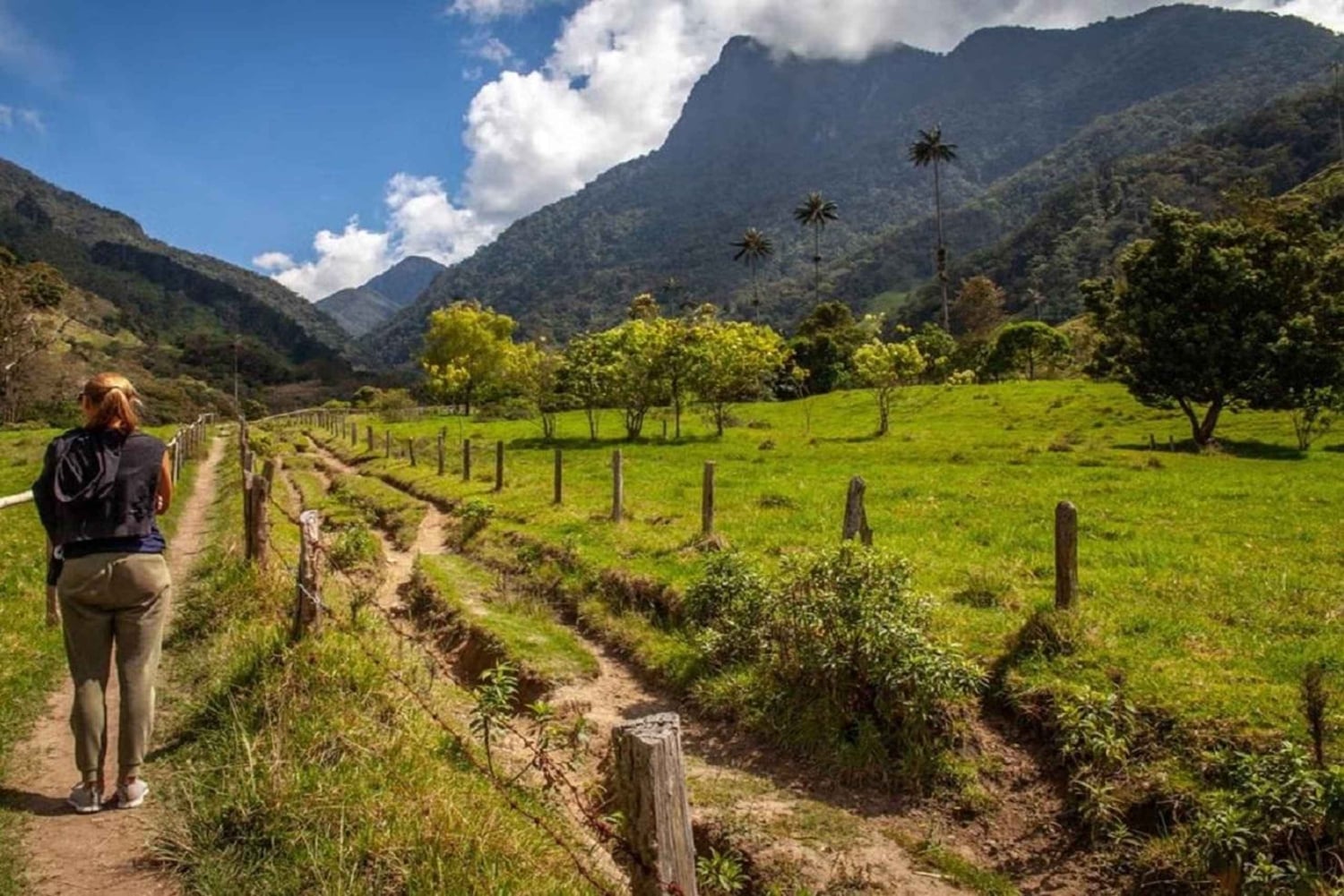Vanuit Salento: Cocora Valley Wandeltocht met Lunch
