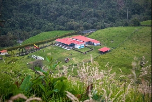 Vanuit Salento: Cocora Valley Wandeltocht met Lunch