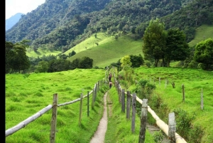 Vanuit Salento: Cocora Valley Wandeltocht met Lunch