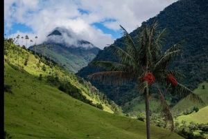 Vanuit Salento: Cocora Valley Wandeltocht met Lunch