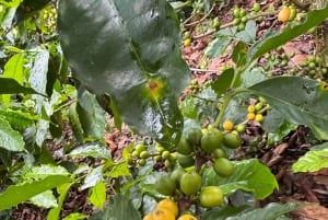 From Salento: Cocora Valley, Coffee Farm Tour, and Salento