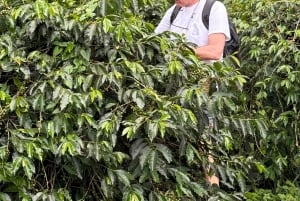 From Salento: Cocora Valley, Coffee Farm Tour, and Salento