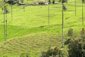 From Salento: Cocora Valley, Coffee Farm Tour, and Salento
