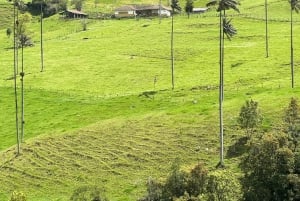 From Salento: Cocora Valley, Coffee Farm Tour, and Salento