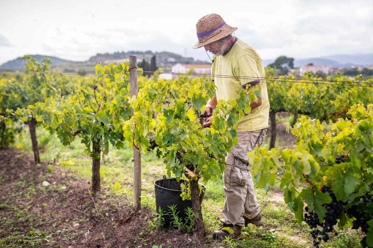 From Villa de Leyva: Vineyard Tour