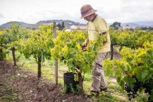 From Villa de Leyva: Vineyard Tour