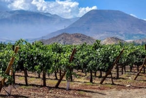 From Villa de Leyva: Vineyard Tour