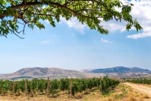 From Villa de Leyva: Vineyard Tour