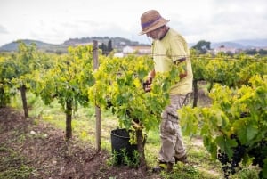 From Villa de Leyva: Vineyard Tour