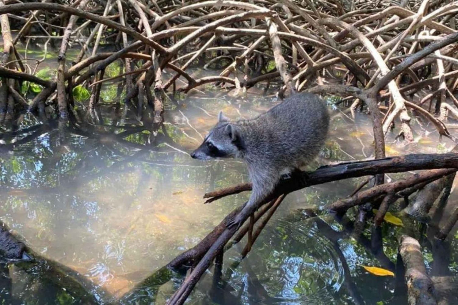 Día Completo Isla Barú: Manglar +Snorkel + Atardecer + Plancton