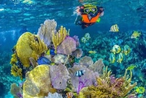 Día Completo Isla Barú: Manglar +Snorkel + Atardecer + Plancton