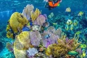 Día Completo Isla Barú: Manglar +Snorkel + Atardecer + Plancton