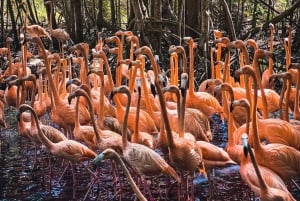 Tour di un giorno della voliera nazionale e del plancton di Playa Blanca