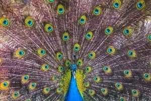 Tour di un giorno della voliera nazionale e del plancton di Playa Blanca