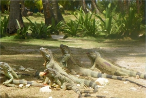 Passeio de dia inteiro à ilha de Johnny Cay em San Andrés
