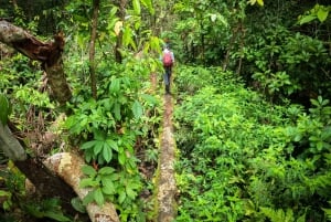 Full jungle experience