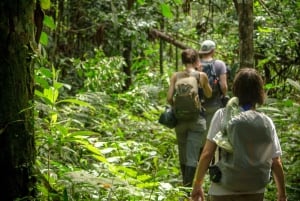 Full jungle experience