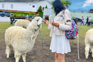 Guatape Tour with Luxury Boat Ride, Meals & Llamas farm