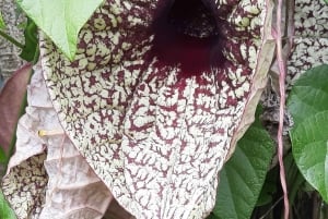 Opastettu kävelyretki Quinchanaan, värikkääseen esi-isien kylään