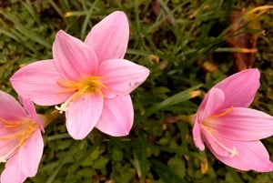 Opastettu kävelyretki Quinchanaan, värikkääseen esi-isien kylään