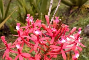 Opastettu kävelyretki Quinchanaan, värikkääseen esi-isien kylään