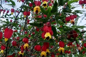 Opastettu kävelyretki Quinchanaan, värikkääseen esi-isien kylään