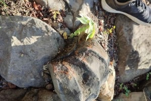 Hiking Guane - La Fuente: Abenteuer im tropischen Trockenwald