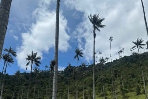 Fottur i Cocora-dalen, Casa de los colibríes Acaime