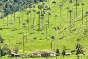 Fottur i Cocora-dalen, Casa de los colibríes Acaime