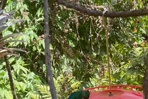 Fottur i Cocora-dalen, Casa de los colibríes Acaime