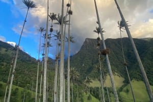 Fottur i Cocora-dalen, Casa de los colibríes Acaime