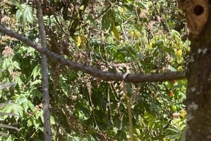 Fottur i Cocora-dalen, Casa de los colibríes Acaime