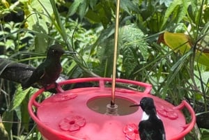 Fottur i Cocora-dalen, Casa de los colibríes Acaime